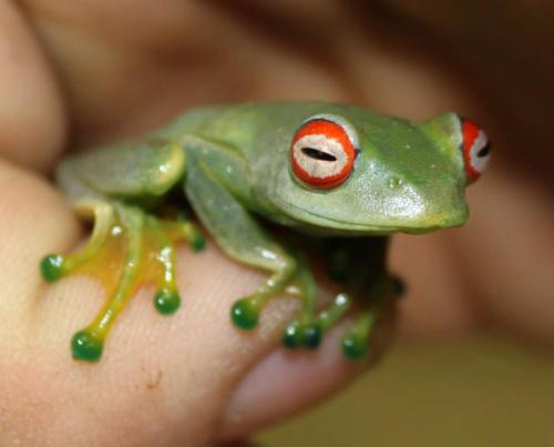 animaltoday:  Tree Frog -  Since there are so many vaerious types of species within this category, I will just show a few favorite of mine.  1. Amazon Milk Frog- Larger and slower moving than its cousins.  It is very loud and secretes white poison