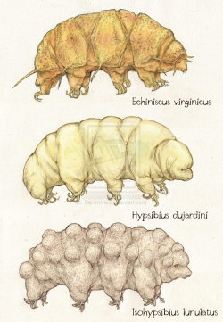 mucholderthen:  3 Waterbears by *Banvivirie  Tardigrades are represented by more than 1000 different species, and here are just three. They are distinguished mainly by the shape of their pharynx and the shapes of their claws. The central waterbear is