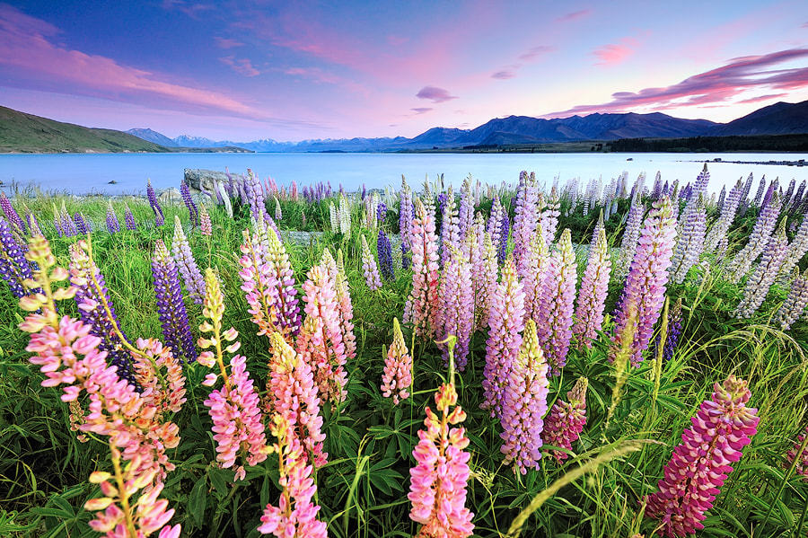 vurtual:Lake Tekapo, New Zealand (by AtomicZen)