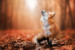 everythingfox:  Fall is Coming 