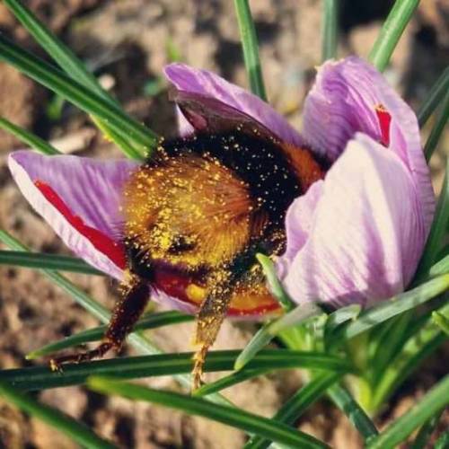 catsbeaversandducks:  Some bumble bee butts. Via Imgur 
