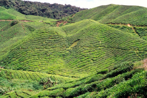 Boh Tea Plantation, Near Tana Ratah, Cameron Highlands, Malaysia, 2000.Green Day!