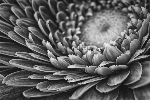 Flower Macro b/w