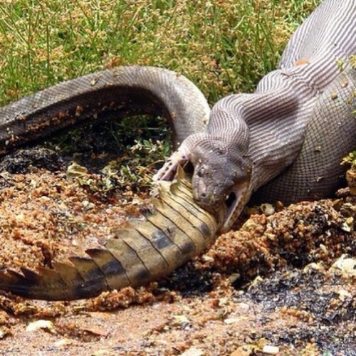 alien-tea-party:snake snackin on a croc