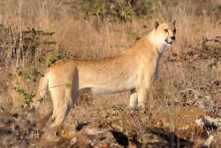 kingdom-of-the-cats:  Spotless Cheetah A