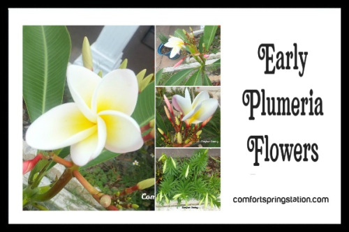 Early Plumeria Flowers