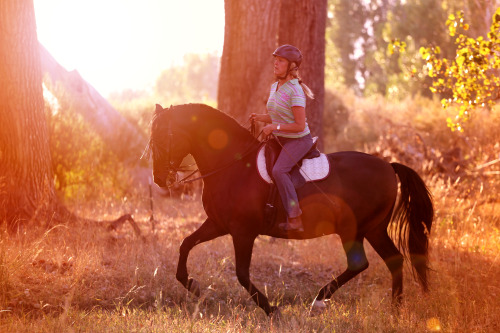 dressage at sunset