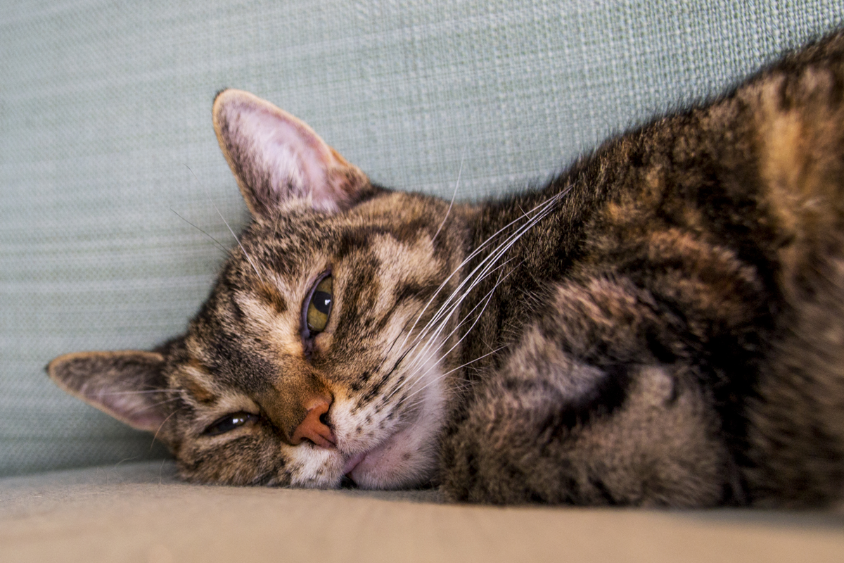 herm-a-lerm:  Bleeep~ 