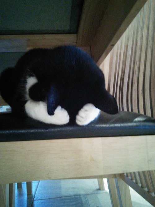 cute-overload:My cat trying to hide..http://cute-overload.tumblr.com