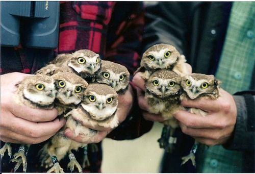 owlberta:  catsbeaversandducks:  Owls Are adult photos