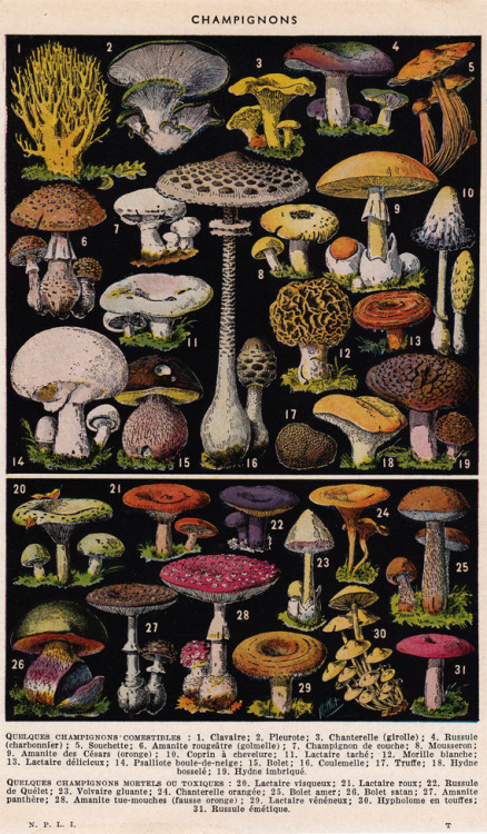 redbudart: Eye-Popping Scientific Illustrations Digital Downloads Source