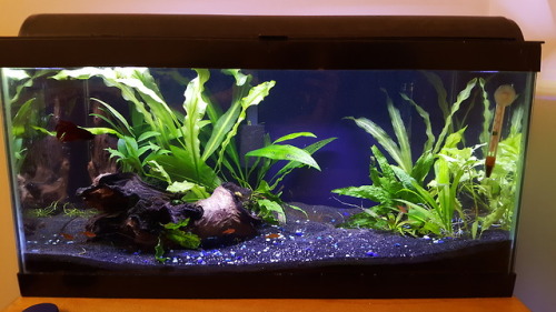 basiliskfree:I resceaped my fresh water tank and clean the glass up. I’m pretty happy with how it’s 