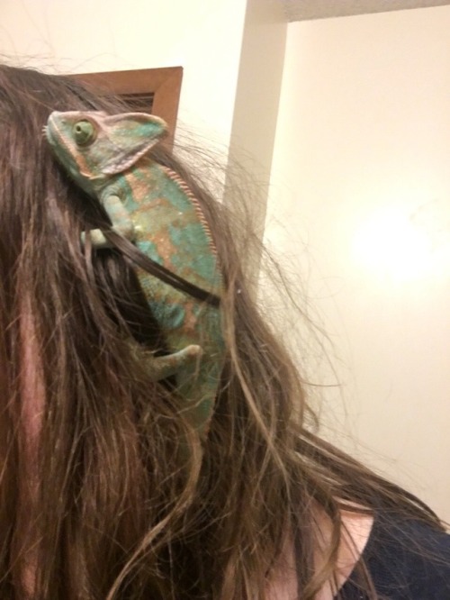 @zodiacsprincess You called?ahh . more of the blessed chameleon pics. thank you. honestly cannot bel