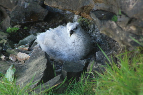 crisscrosscutout:Northern Fulmar fluff puff chick looking snug in the nest ledge 