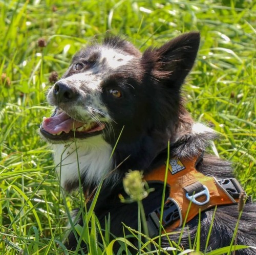 Happiest when hiking! #dogsthathike #hikingdogsofinstagram #hikingwithdogs #dogsofinstagram #borderc