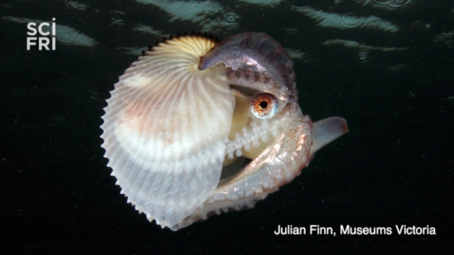 sciencefriday:  The argonaut octopus, of the family Argonautidae, belongs to a group of pale pink-sp