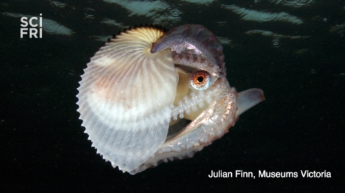 The argonaut octopus, of the family Argonautidae, belongs to a group of pale pink-spotted octopuses.