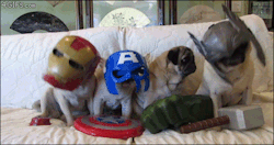 doctorbatman:  Pug-Vengers in the house!