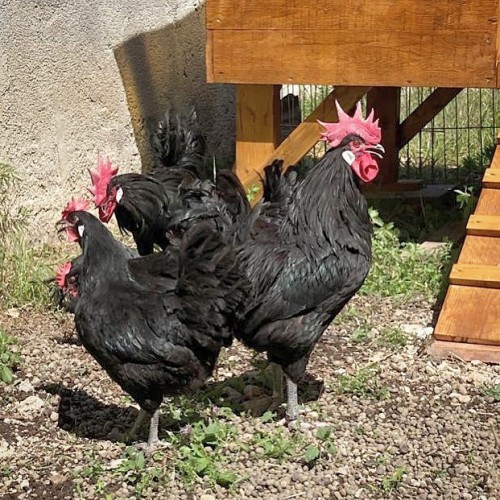 The new Quagga staff. A poultry yards with these lovely hens &amp; cocks. Rare catalan poultry breed