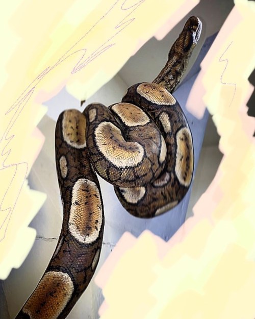 Eoconstrictor with doodles tonhidden ugli background, sorry. #eoconstrictor #ugli #snake #eocene #me