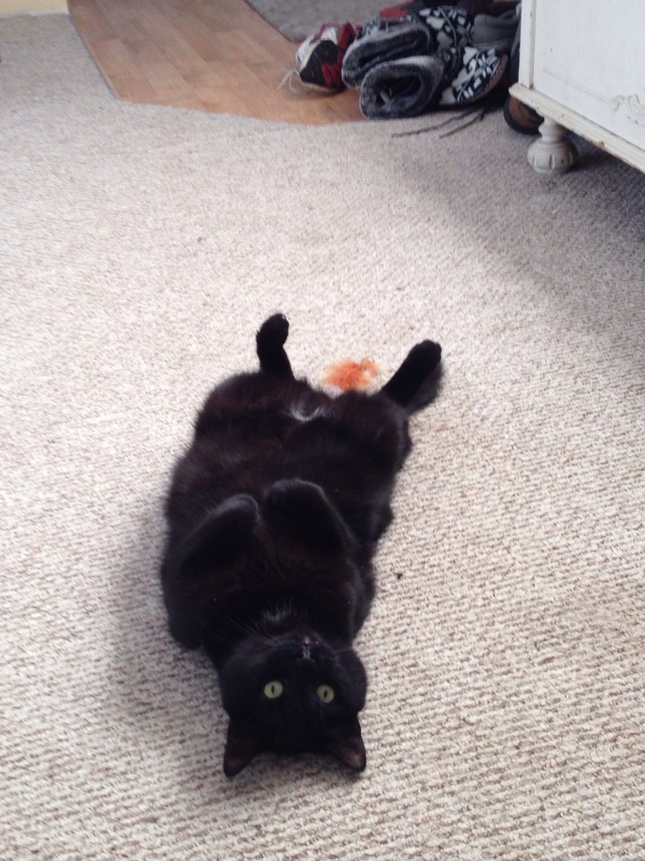 derpycats:  I look over to see this…