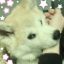 huskywolfminty