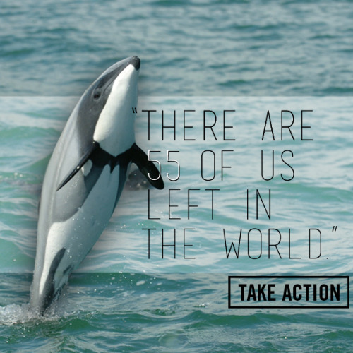 rhamphotheca: Help Us Save the World’s most Endangered Dolphin Maui’s dolphin is the wor