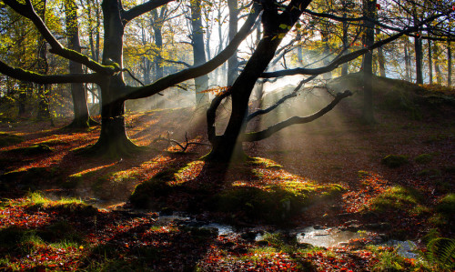 superbnature:Woodland Shaft by andrewwinship