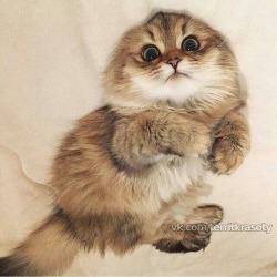cutencats:  So sweet @cutencats