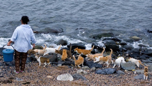 dorothy-cotton:niuniente:Tashiro-jima (or Tashirojima), 田代島, is a small island in Japan. It has beco