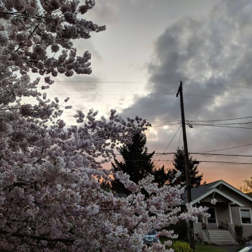 Sunset + Cherry Blossoms. . . . #sunset #cherryblossoms #sakura #nofilter #portland #sellwood #pnw