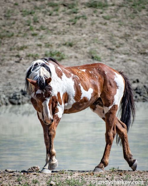 Scarlettjane22:    ‘Picasso’the Famous Grand Pinto Stallion Picasso Of Sand Wash