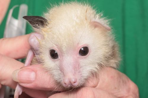 pukakke:Leucistic/Piebald Grey Headed Flying Fox who currently resides at the Australian Bat Clinic 