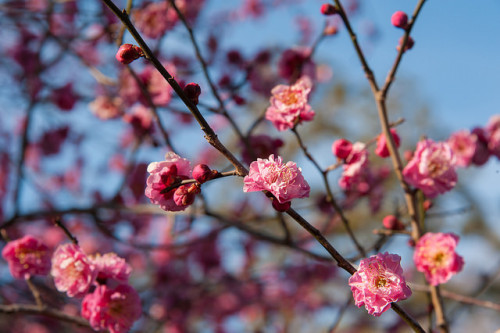 梅の花 by TKBou on Flickr.