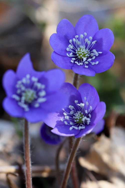 Flowers found in the drafts folder: Anemone Hepatica/blåsippa.