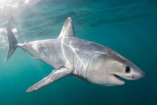 The porbeagle is a mackerel shark known for its oddly thick body and large, black eyes.  Its sp
