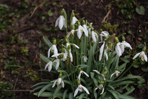 Snowdrops on Amrum.