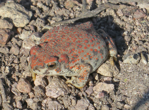 toadschooled: A pretty, orbular red-spotted toad [Anaxyrus punctatus] found in Puerto Canyon, Santa 