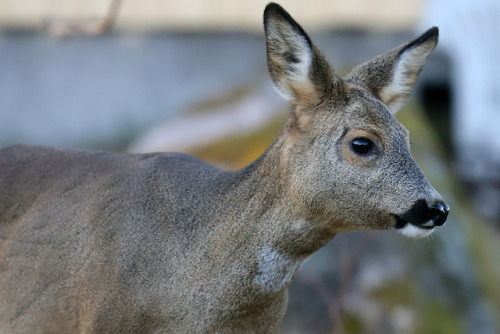 Roe deer/rådjur.