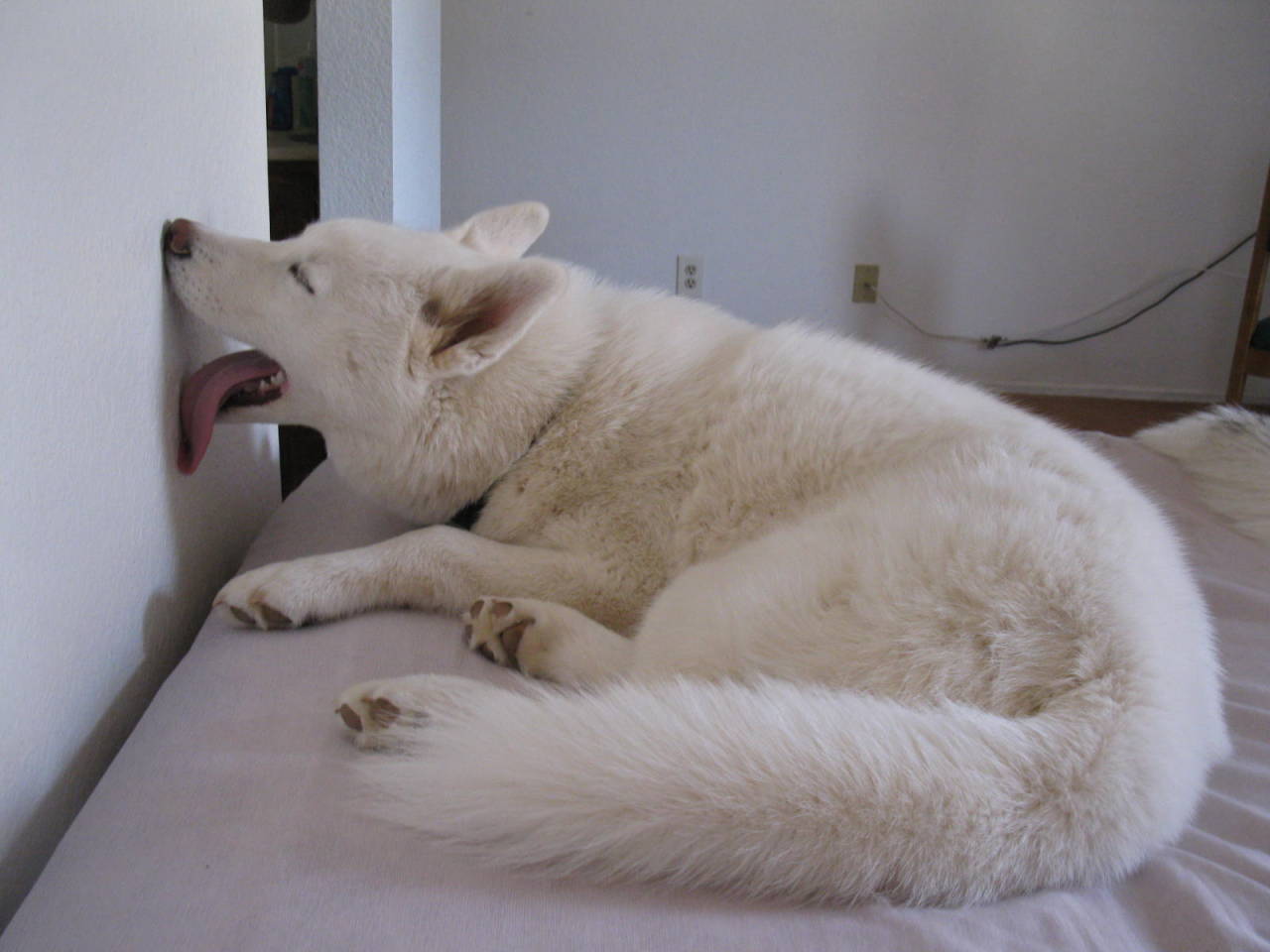 boringisdull:  6woofs:  emoplantblogger:  justanotherhighschoolgrad:  siberian huskies