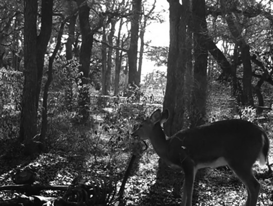 Forensic scientists caught a deer munching on a human carcass for the first time ever