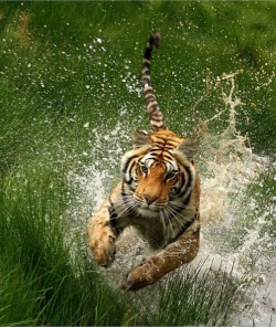 beautiful-wildlife:  Cat Attack by Romano Volker