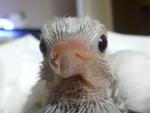 chickenkeeping:Bell has little divots in her cere, not sure why? but i do not think they will last i