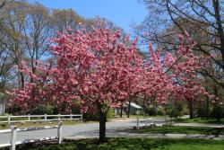 awwww-cute:  I planted this tree 23 years