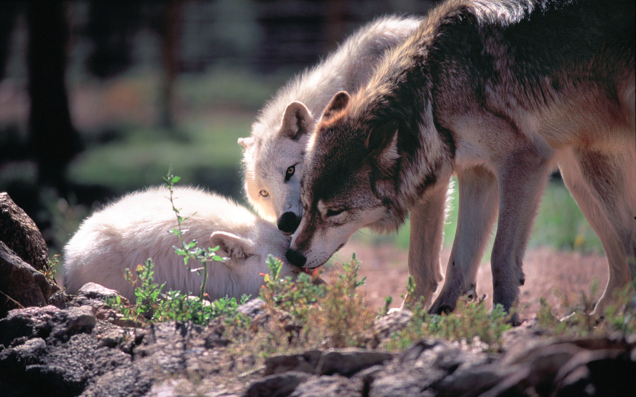 her-wolf:   	Gray wolves in wildlife sanctuary  
