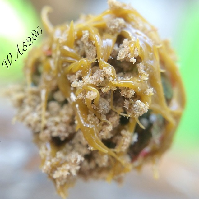 weedporndaily:   by wa5280 http://ift.tt/1zokZy8