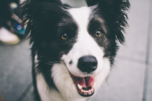 border collie