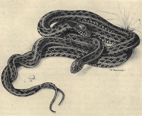 nemfrog:Copulating pair of Plains garter snakes. Courtship and mating behavior in snakes. 1936.