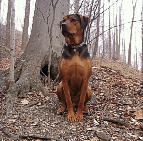 handsomedogs: This is Rock'o, he’s my Rotti x Lab x Shepherd mix! He knows Dutch, German and E