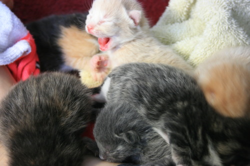 wolfquartz:  cassietotallyjust:  WE NEED YOUR HELP!!! As some of you may already know, my roommate (wolfquartz) and I found a litter of 6 little feral kittens(they were about 3 days old) that were abandoned in the shed behind our house. As soon as we